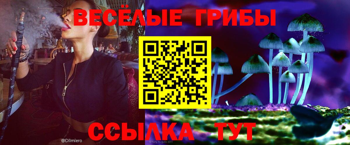 Галлюциногенные грибы Psilocybine cubensis Коряжма